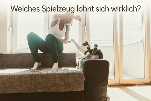 Welches Katzenspielzeug lohnt sich wirklich für Wohnungskatzen?
