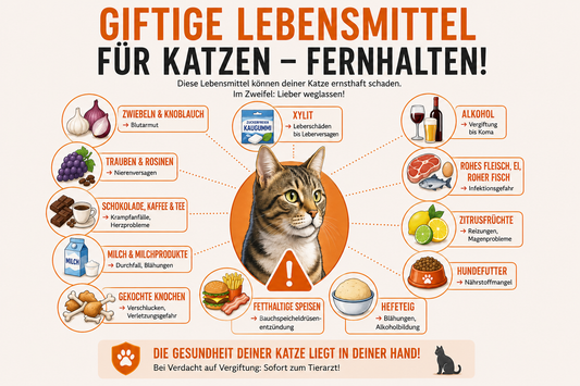 Diese 12 Lebensmittel sind giftig für Katzen – unbedingt fernhalten
